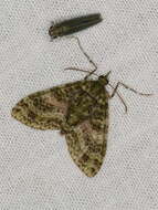 Image of Tympanota perophora Turner 1922