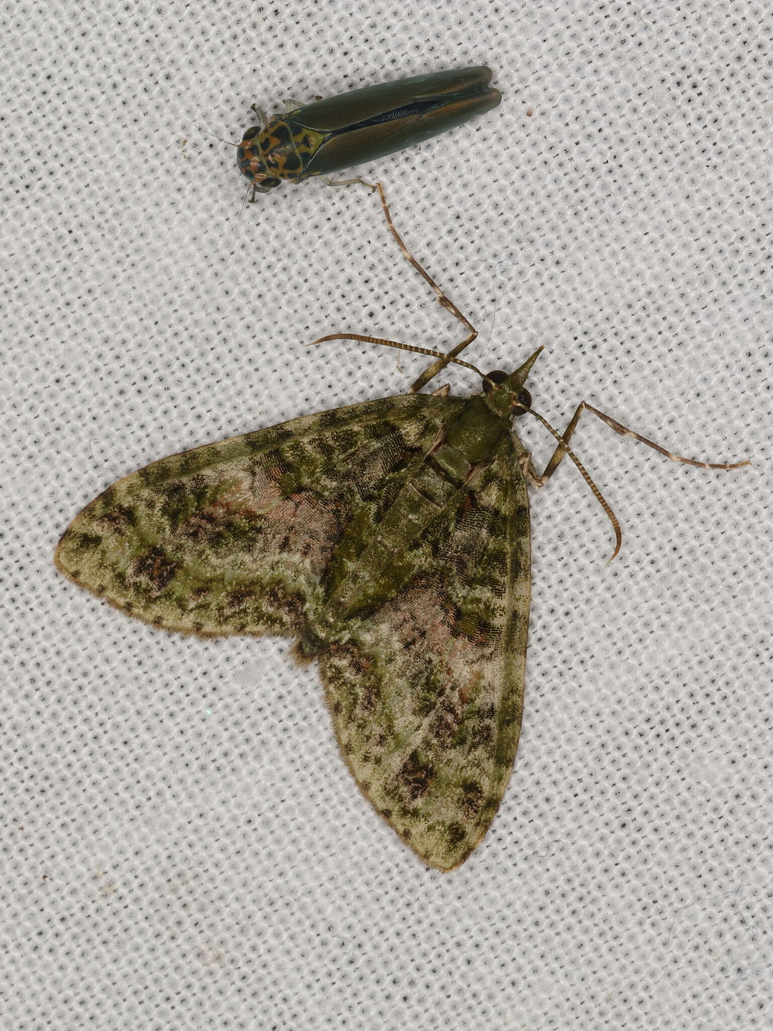 Image of Tympanota perophora Turner 1922