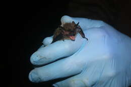 Image of Northern Long-Eared Bat