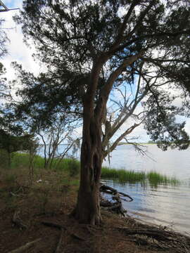 Слика од Juniperus virginiana var. silicicola (Small) E. Murray