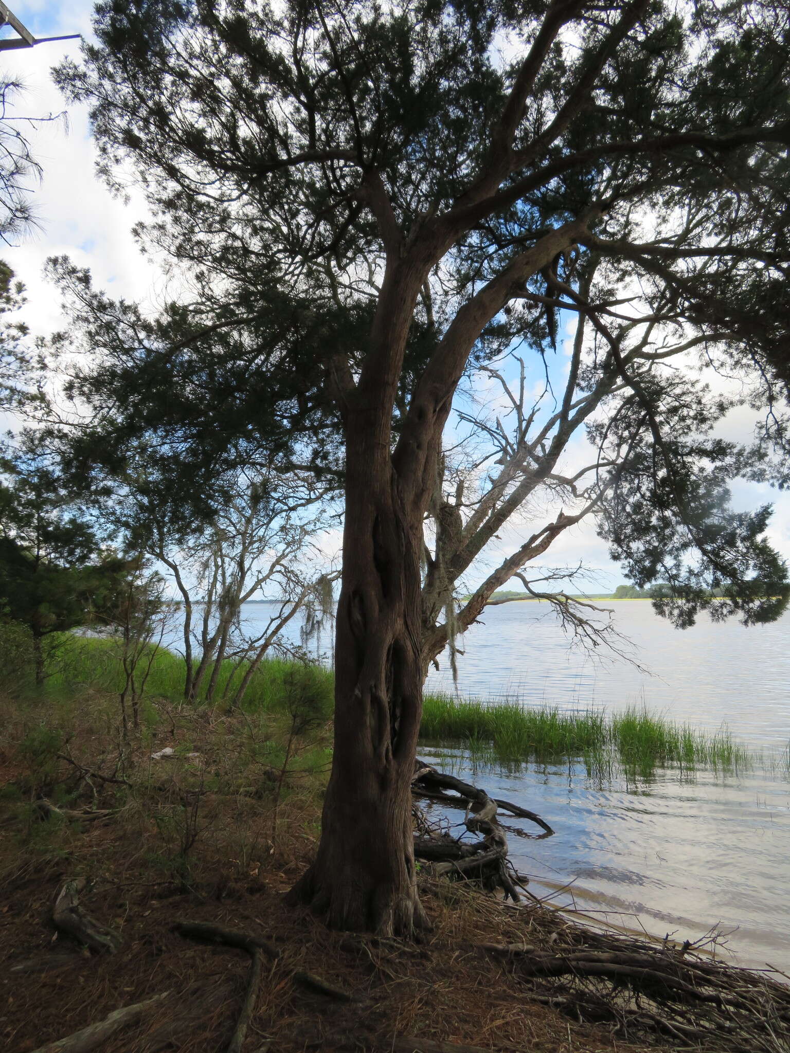 Juniperus virginiana var. silicicola (Small) E. Murray的圖片