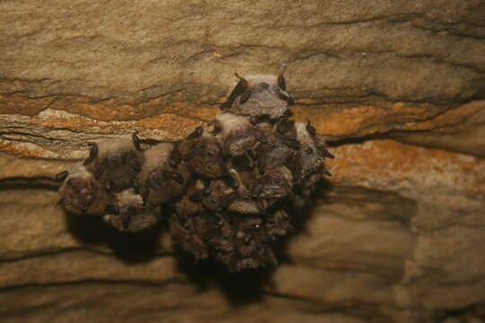 Image of little brown bat