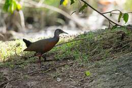 Image of Little Wood Rail