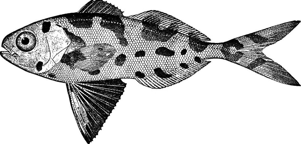 Image of Nomeus