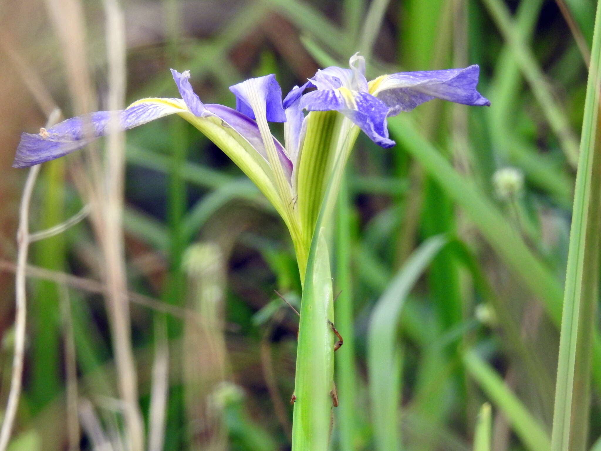 Sivun Iris savannarum Small kuva