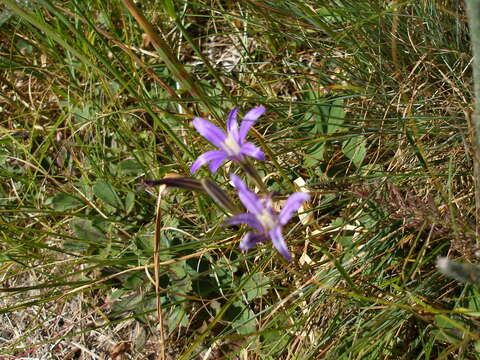 Image of crown brodiaea