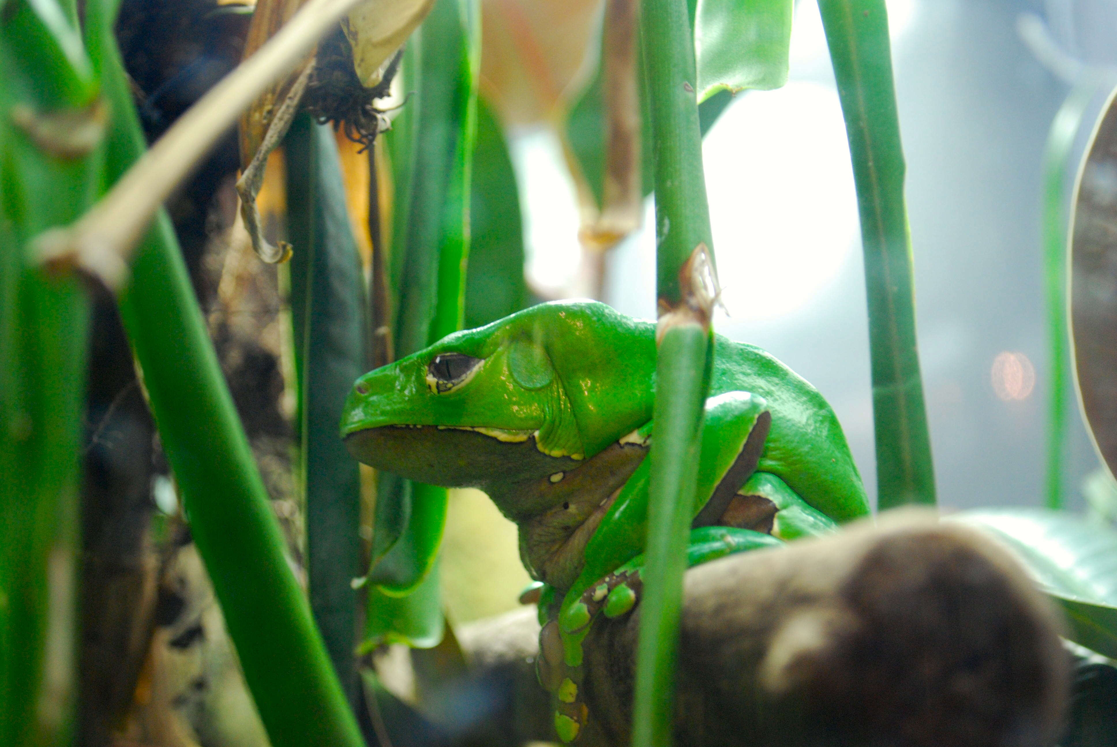 Image of Giant leaf frog