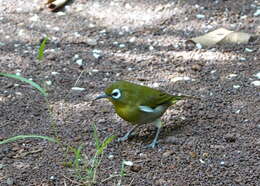 Image of Green-backed White-eye