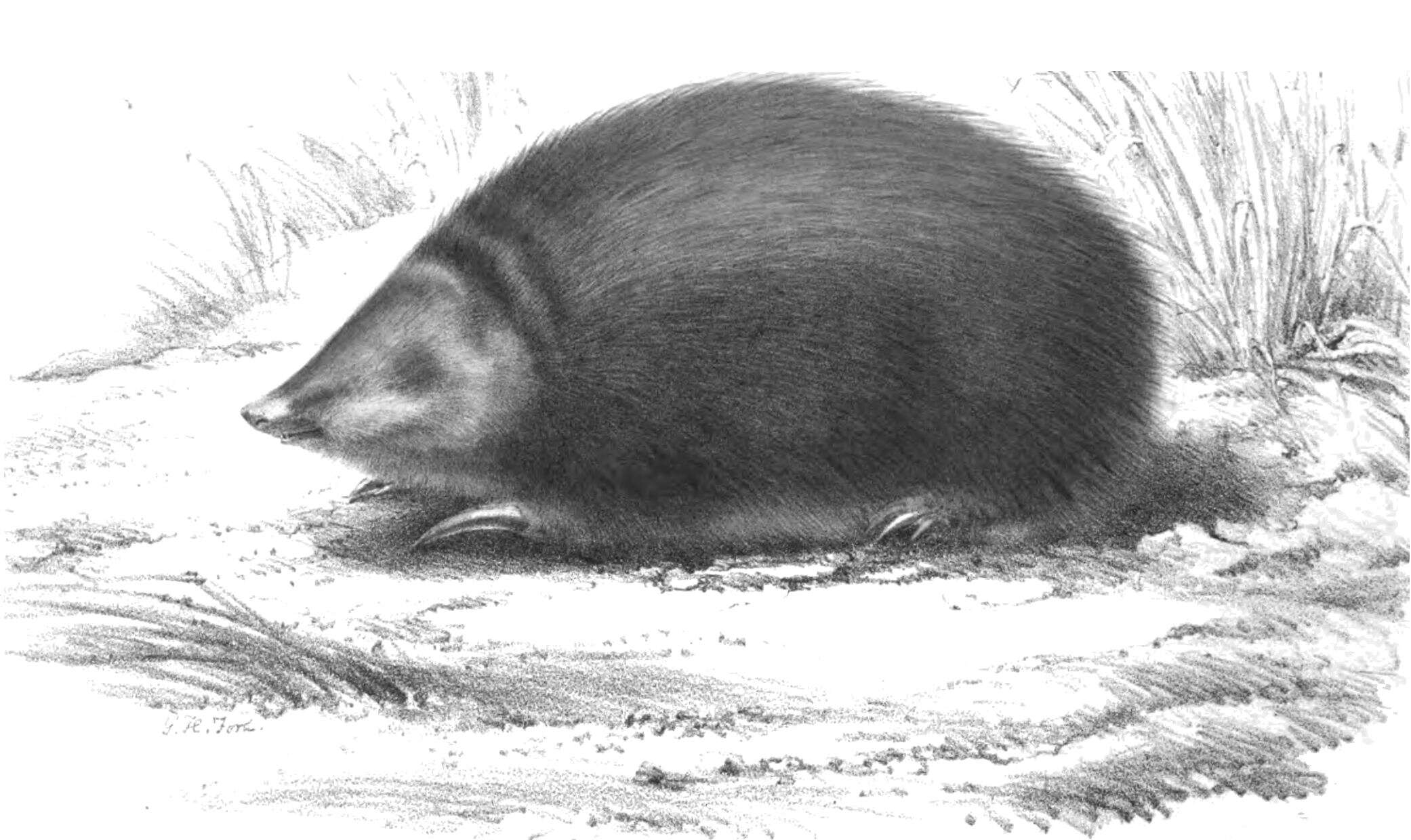 Chrysospalax villosus (A. Smith 1833)的圖片