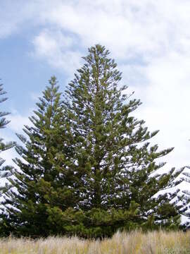 Image of Norfolk Island Araucaria