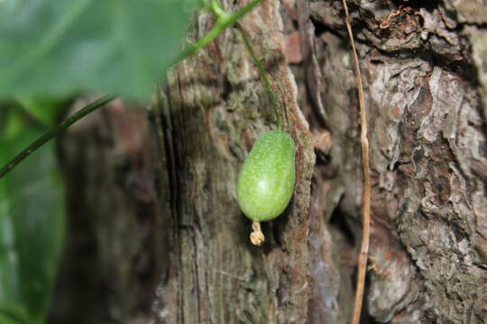 Image of Melothria scabra Naud.