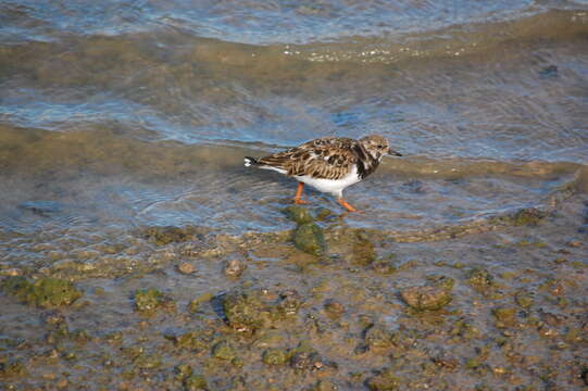 Image of Ruddy Turnstone