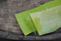 Image of Aloe vera