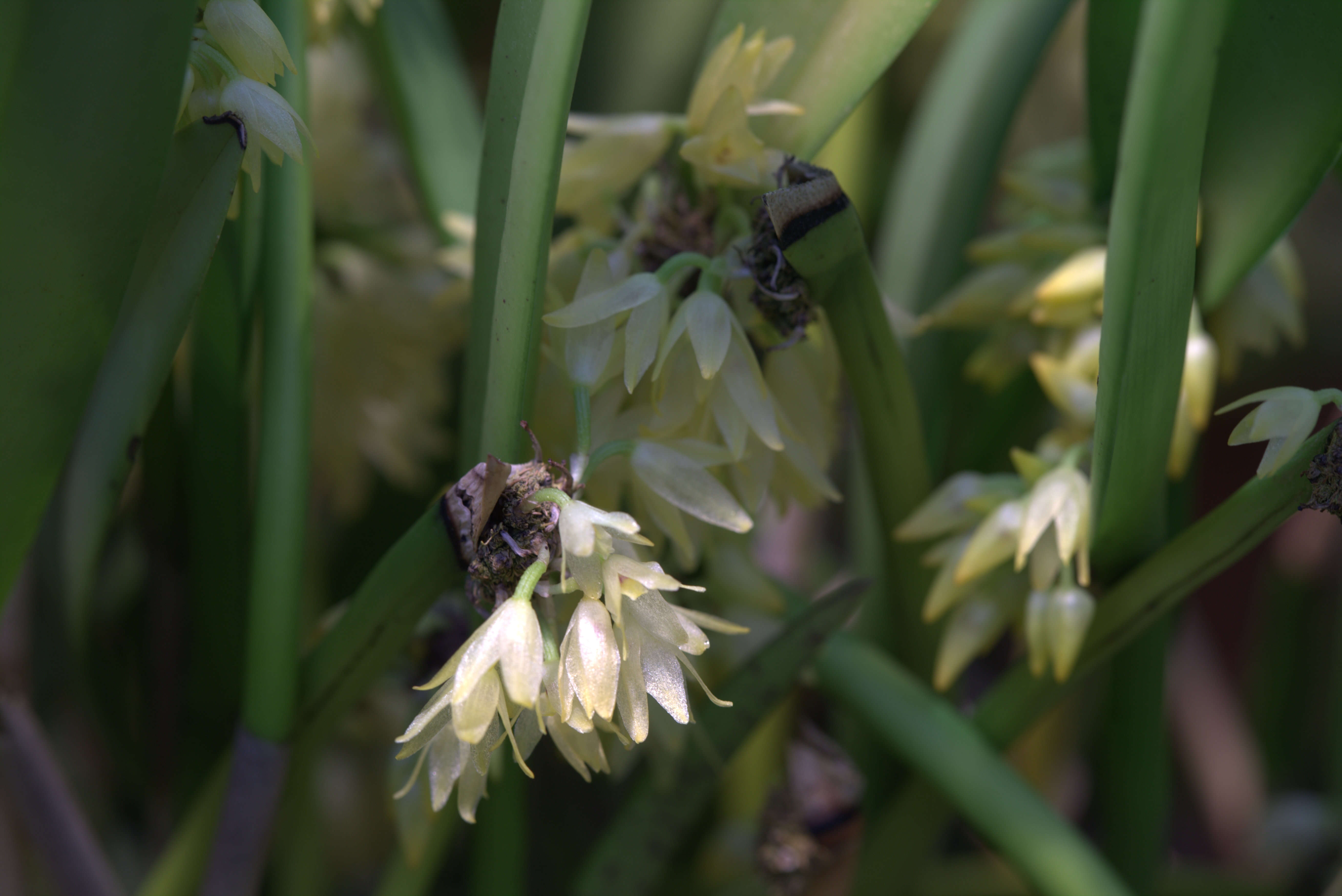 Image of Octomeria crassifolia Lindl.