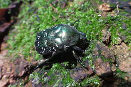 Image of Scarab beetle