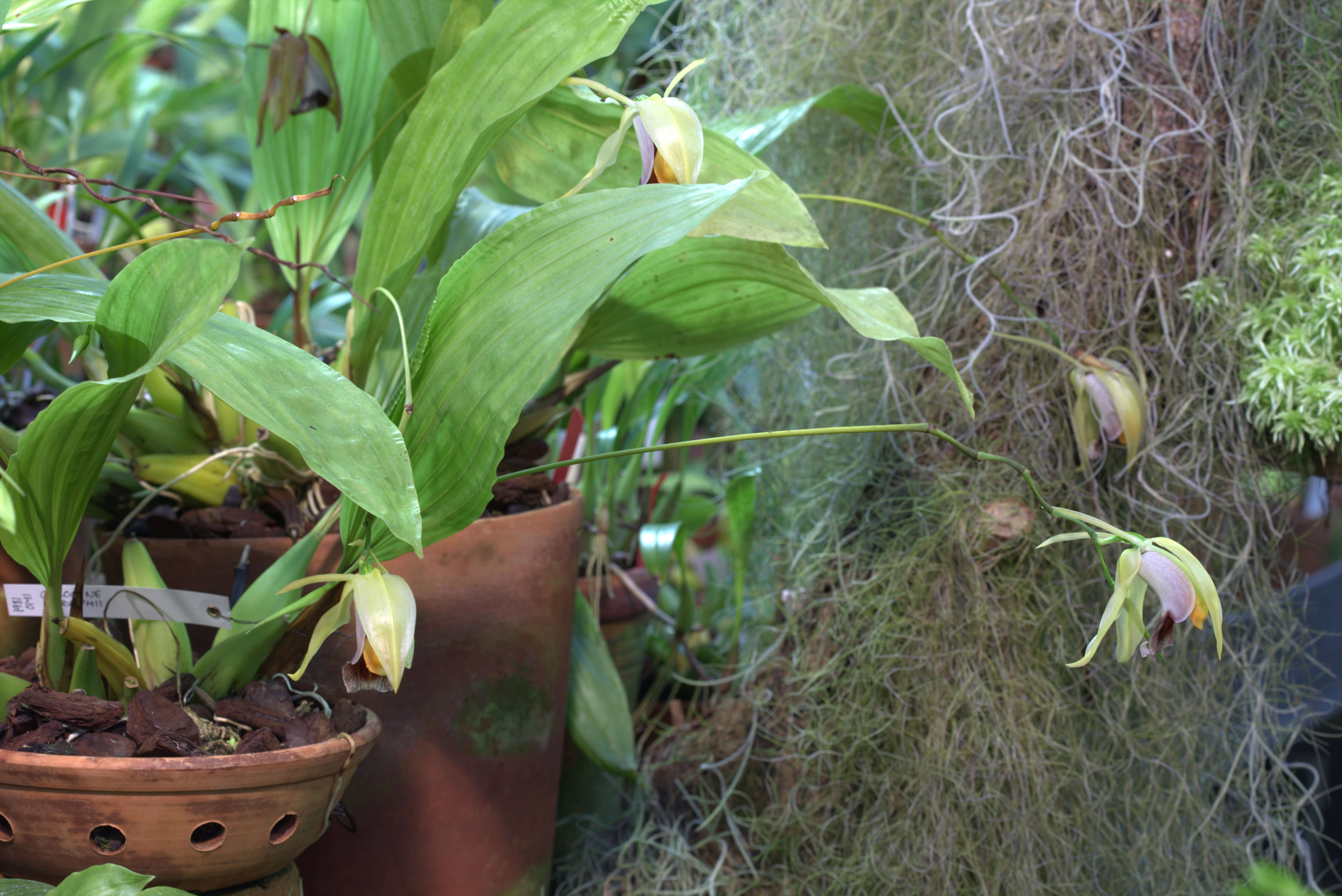 Plancia ëd Coelogyne rumphii Lindl.