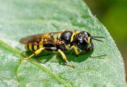 Image of Crossocerus nitidiventris (W. Fox 1892)