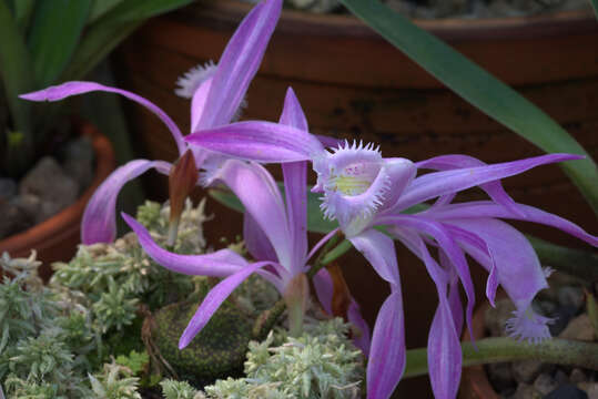 Plancia ëd Pleione praecox (Sm.) D. Don