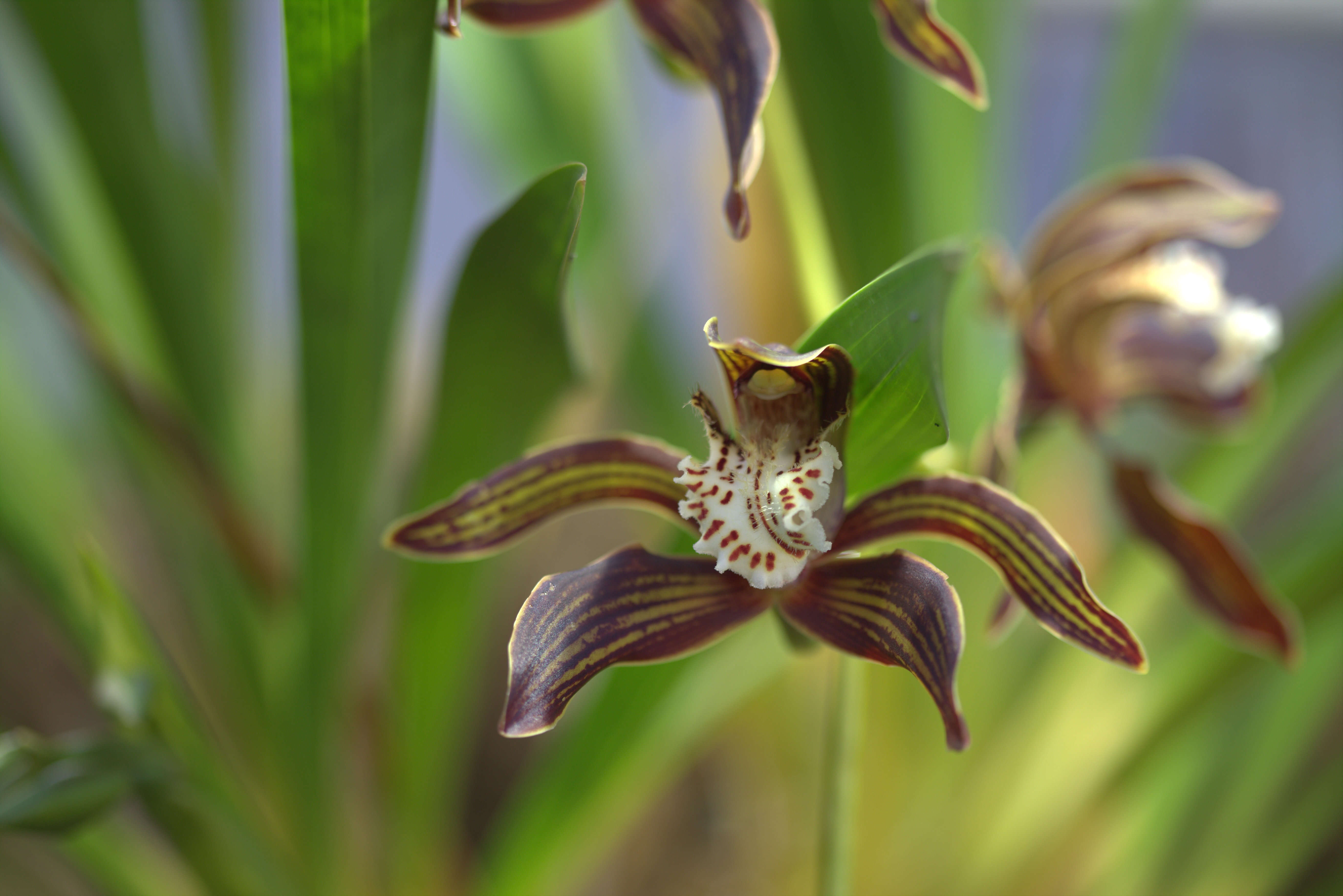 Image of Cymbidium tracyanum L. Castle