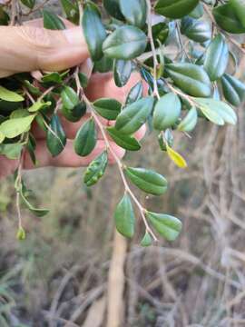 Sivun Diospyros humilis (R. Br.) F. Muell. kuva