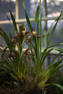 Image of Cymbidium tracyanum L. Castle