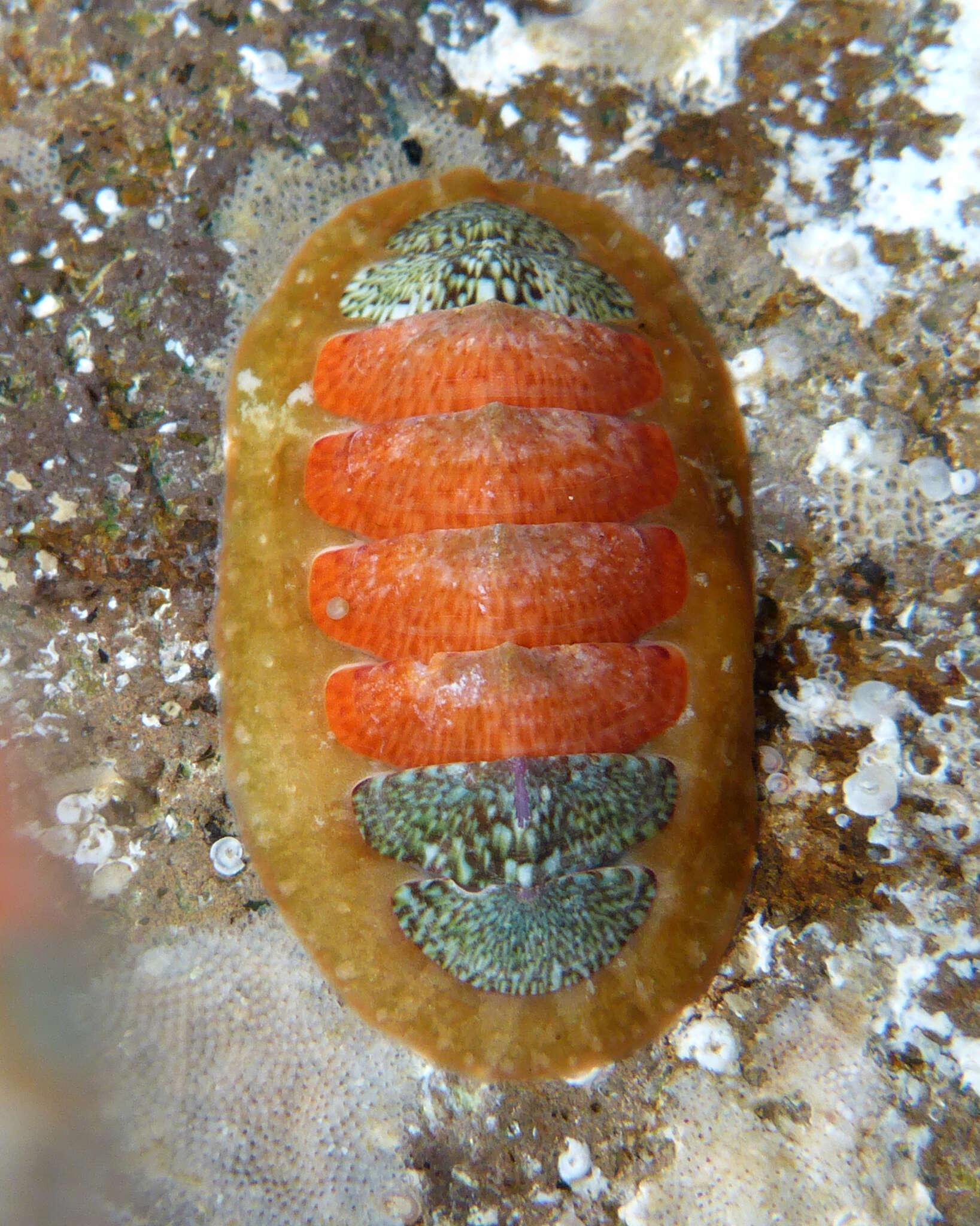 Imagem de Dendrochiton Berry 1911