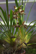 Image of Cymbidium tracyanum L. Castle