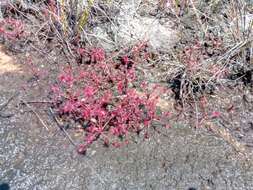 Image of Drosera madagascariensis DC.