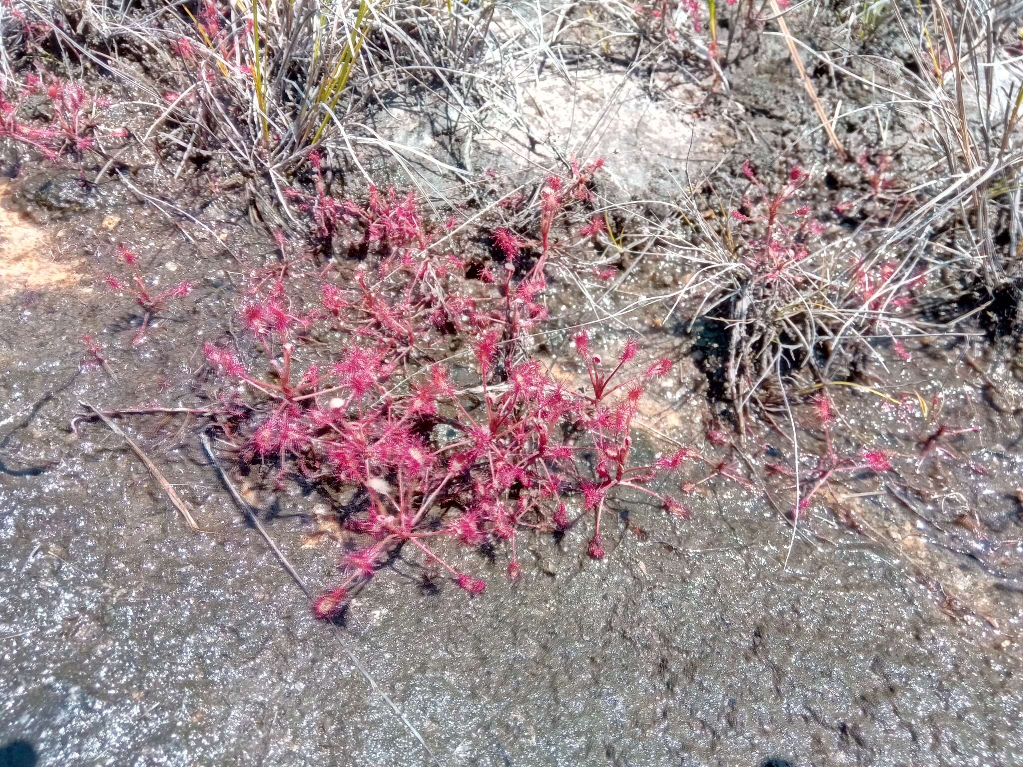 Image of Drosera madagascariensis DC.