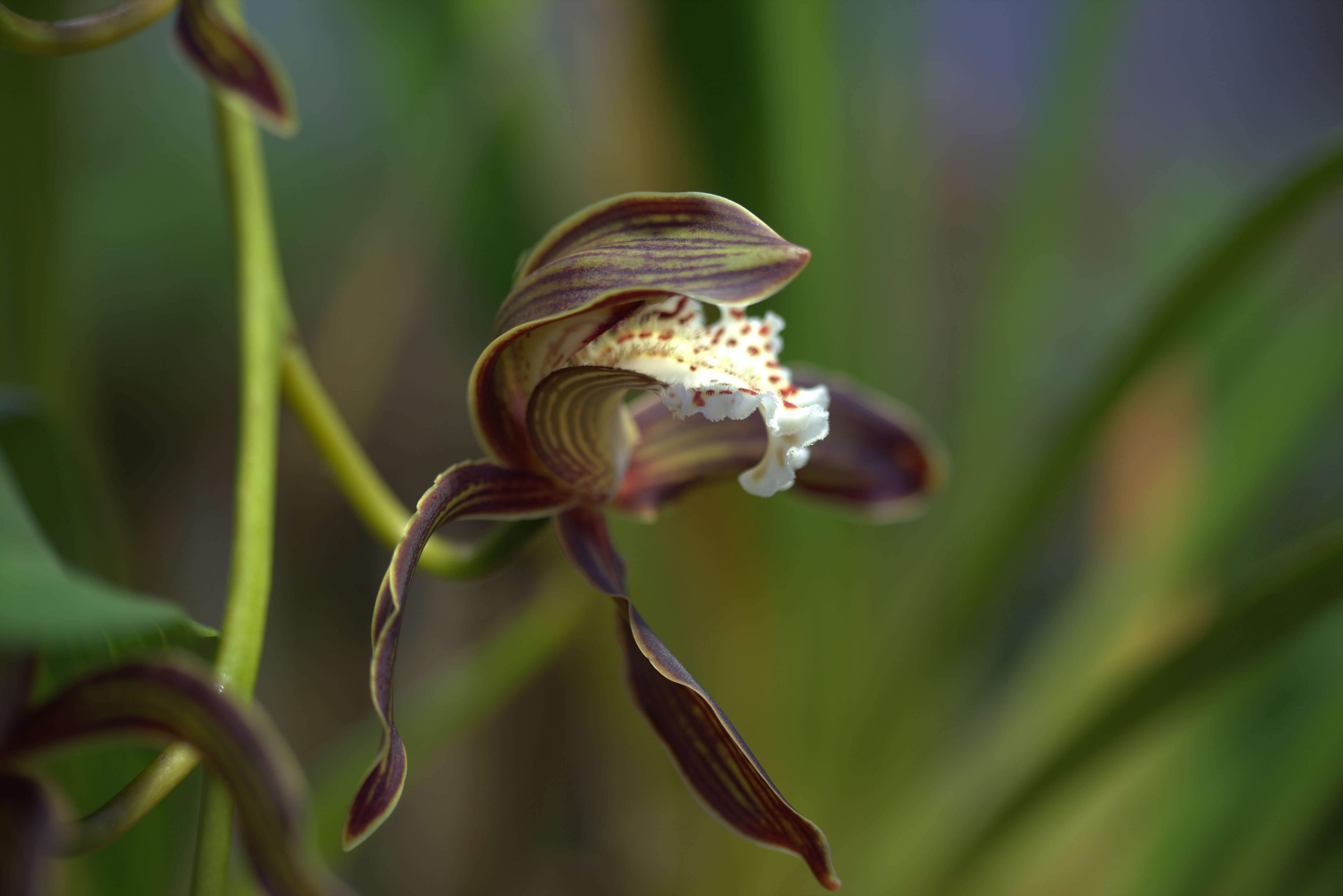 Image of Cymbidium tracyanum L. Castle