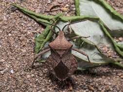 صورة Acroelytrum muricatum Mayr 1865