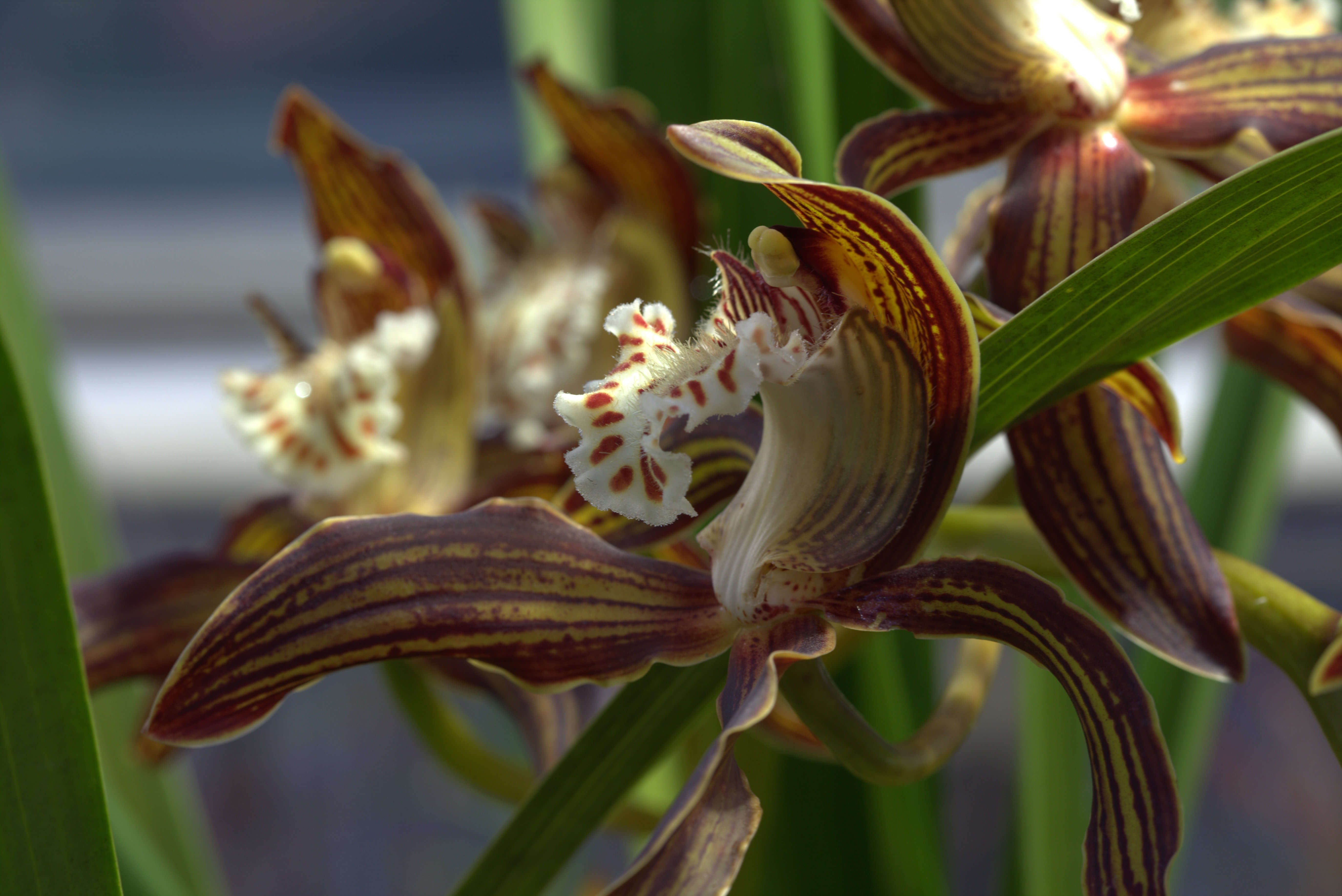 Image of Cymbidium tracyanum L. Castle