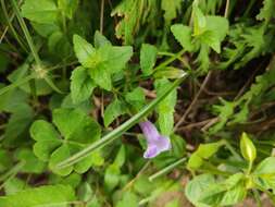 صورة Torenia asiatica L.