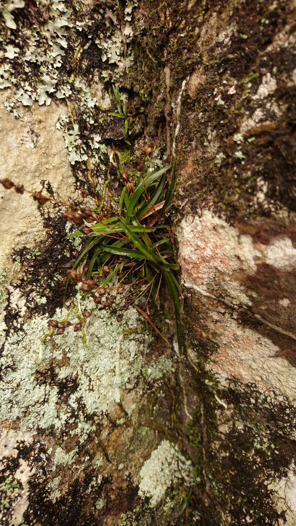Image of Angraecum pusillum Lindl.