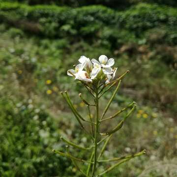 صورة خفج جرجيري