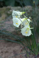 Image of Narcissus romieuxii Braun-Blanq. & Maire