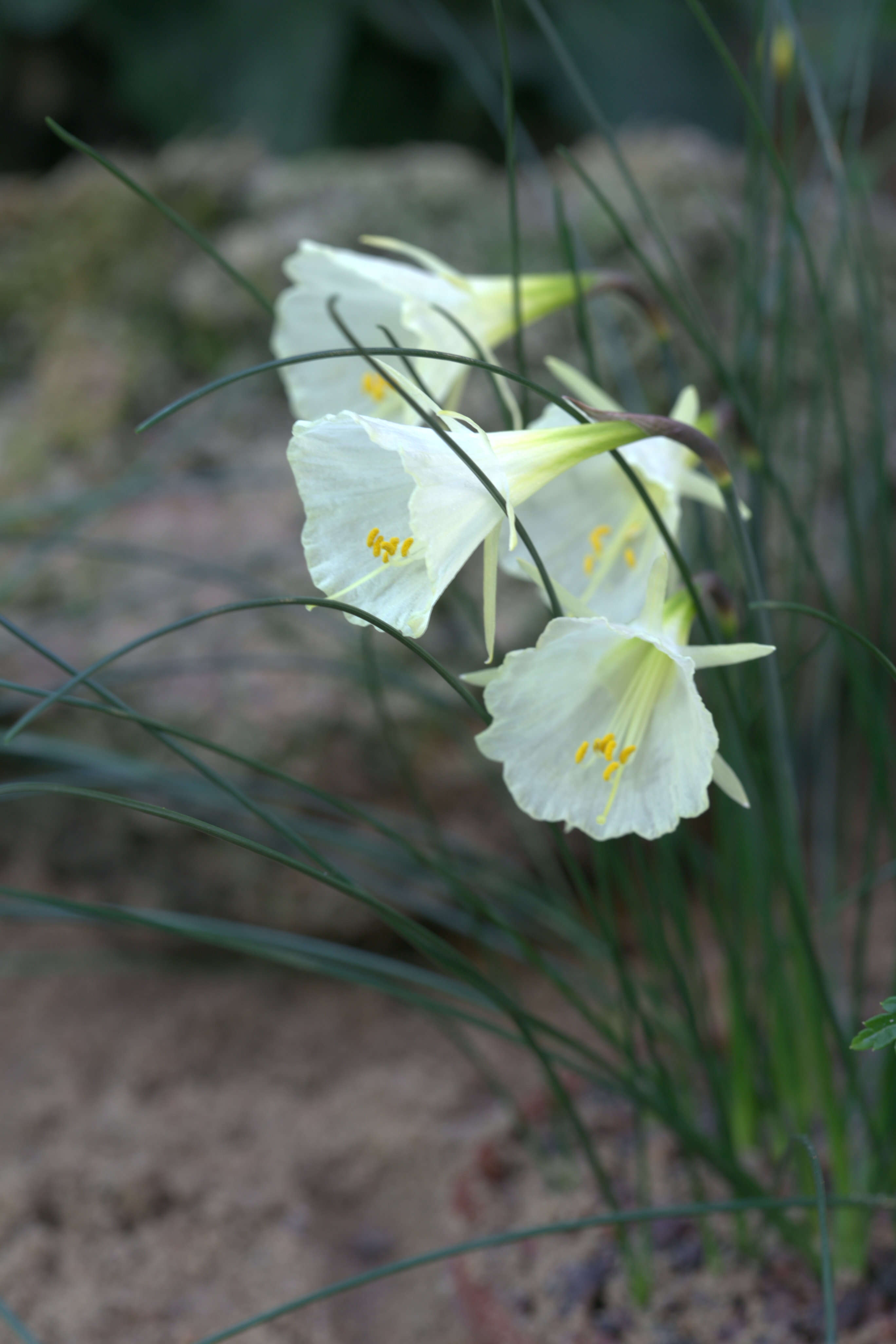 Image of Narcissus romieuxii Braun-Blanq. & Maire