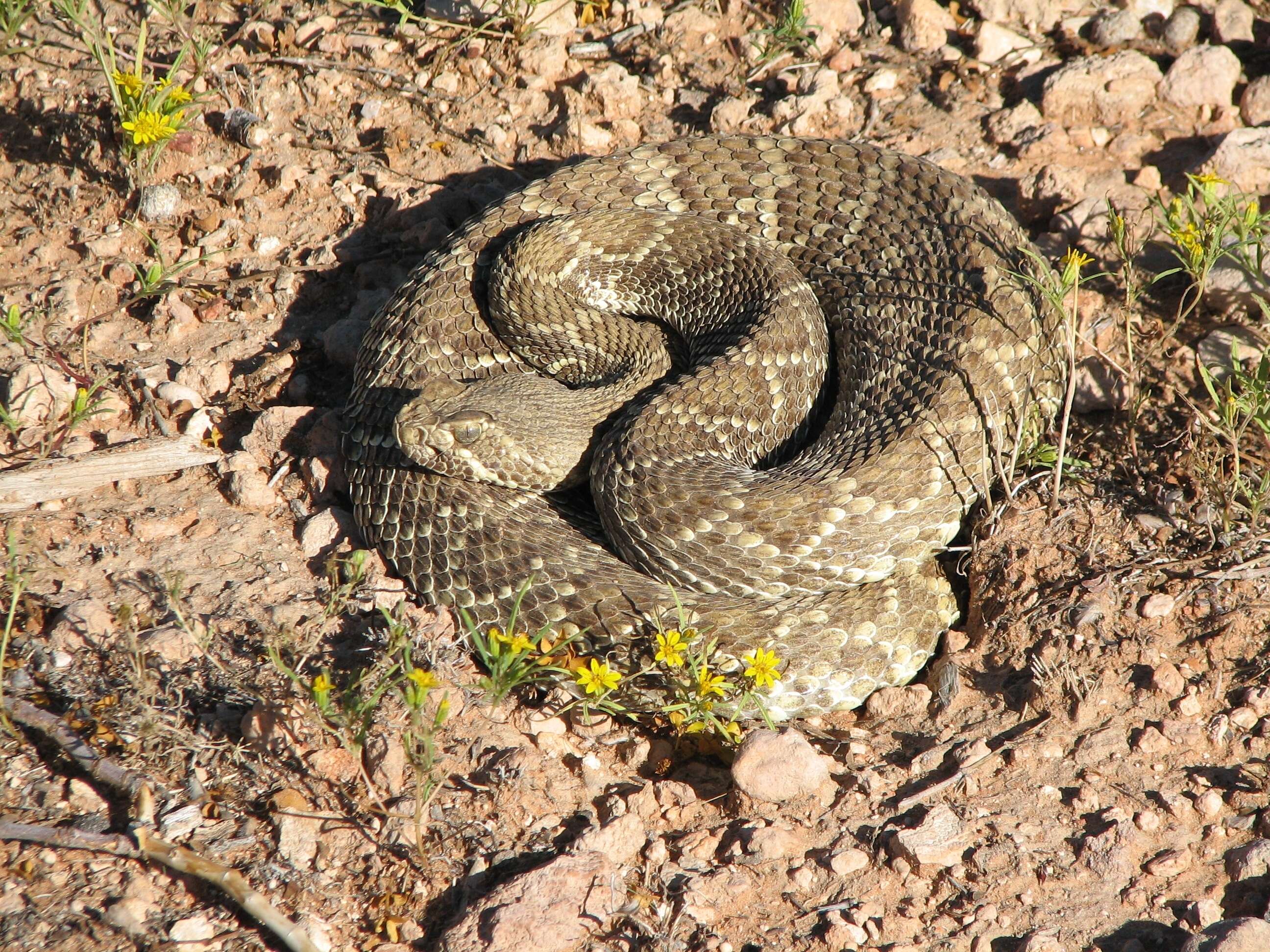 Image of Mohave Rattlesnake