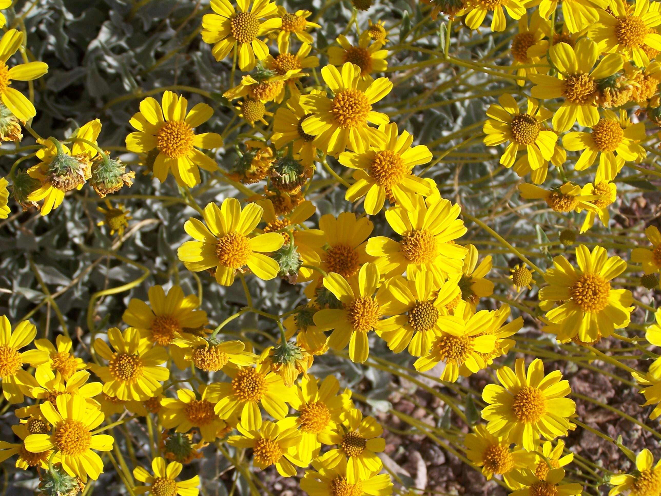 Sivun Encelia farinosa A. Gray ex Torr. kuva