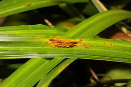 Image of Puccinia iridis Wallr. 1844