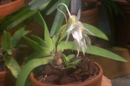 Image de Angraecum leonis (Rchb. fil.) André