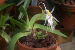 Image de Angraecum leonis (Rchb. fil.) André