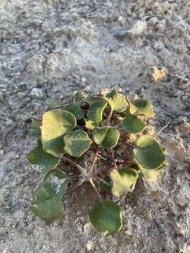 Image of Seven River Hills buckwheat