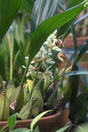 Image of Coelogyne trinervis Lindl.