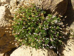 Sivun Cherleria marcescens (Fernald) A. J. Moore & Dillenb. kuva