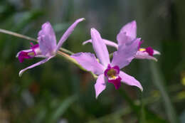 Image de Laelia anceps Lindl.