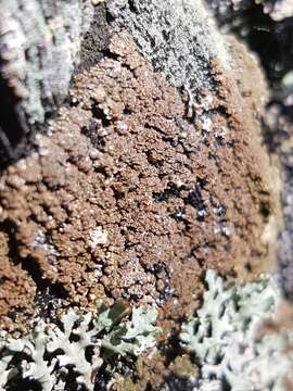 Image of cockleshell lichen