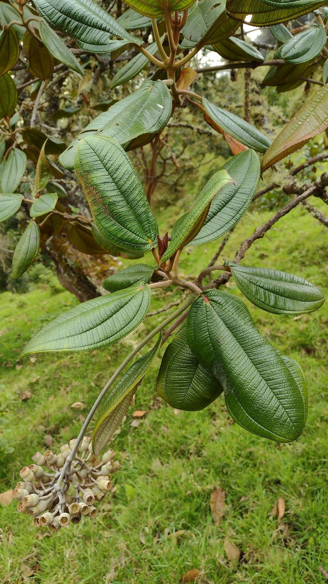 Image of Chalybea corymbifera Naud.