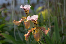 Слика од Paphiopedilum gratrixianum Rolfe