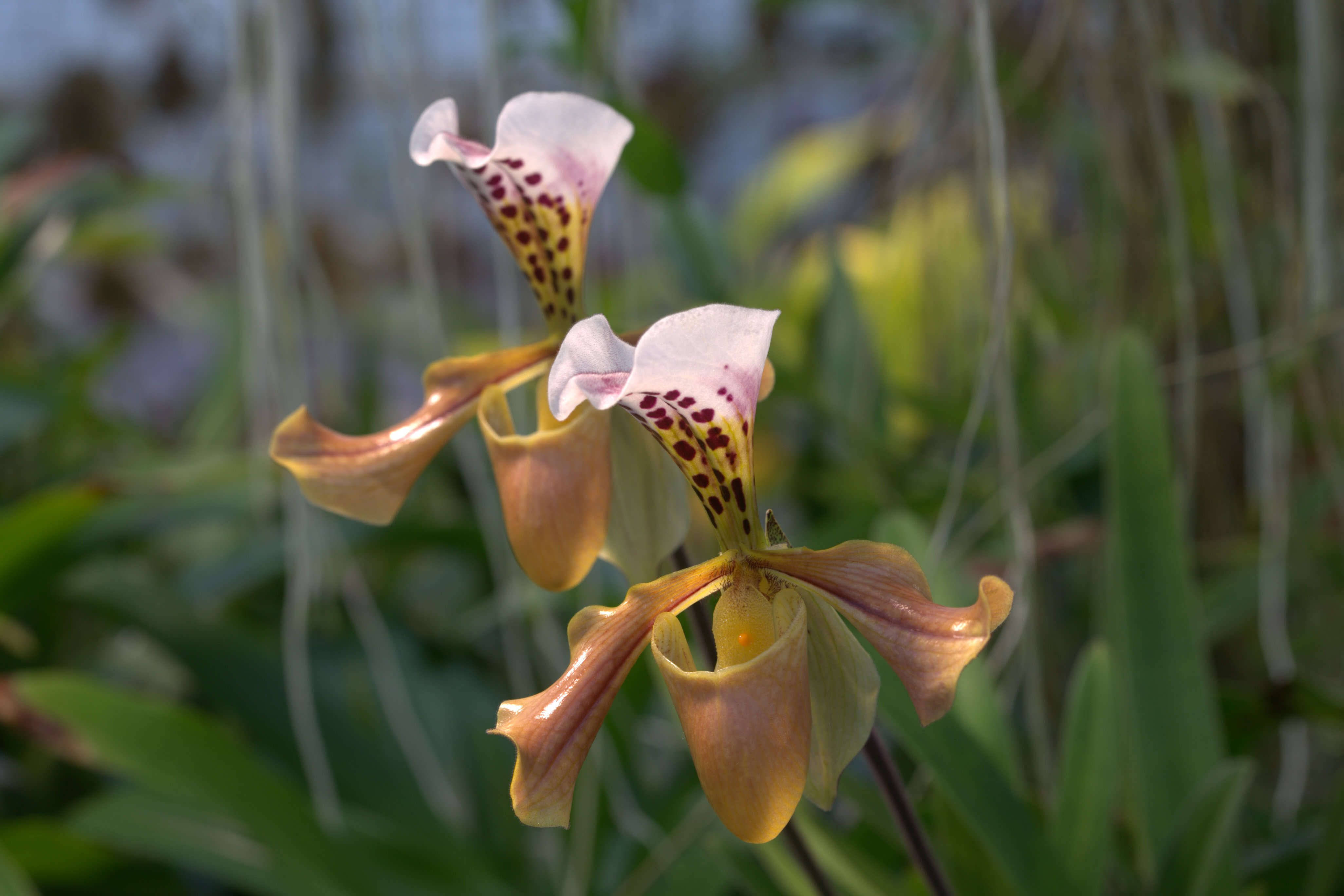 Слика од Paphiopedilum gratrixianum Rolfe